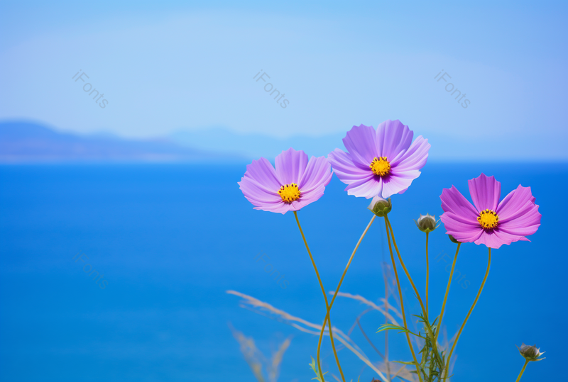 三朵简约美丽的花朵自然美景背景图,高清,摄影图,摄影图片,图片大全,摄影图免费下载